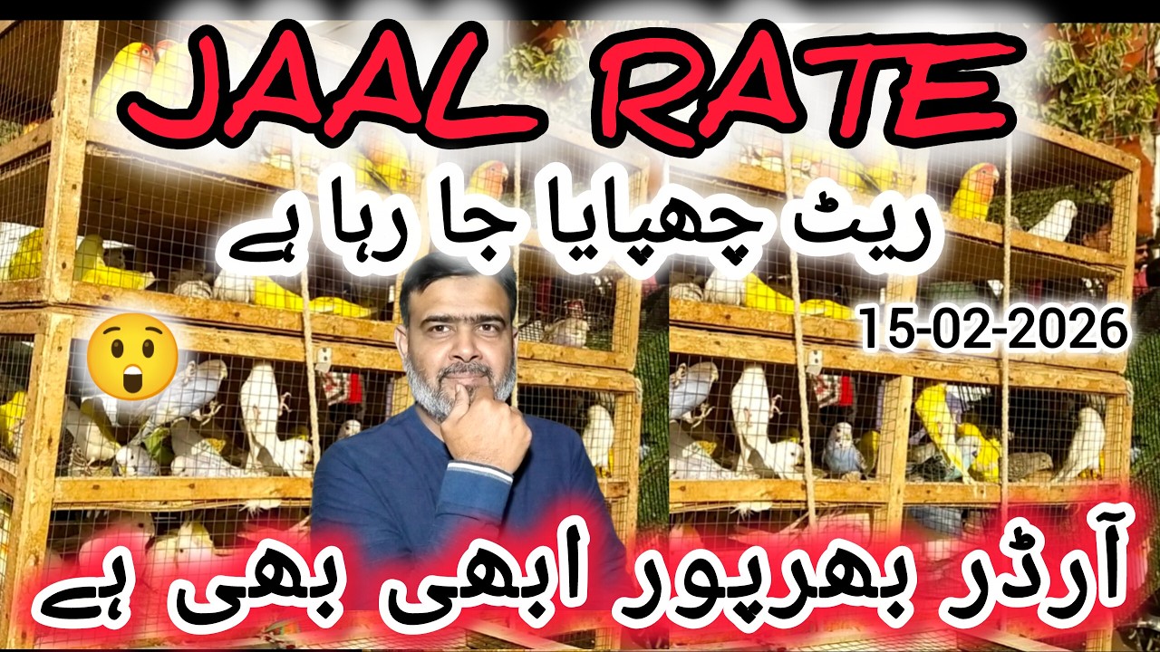 Jaal Rate 15-02-2026 | Birds Prices in Pakistan | Lalukhet Birds Market | Cheapest Birds Market