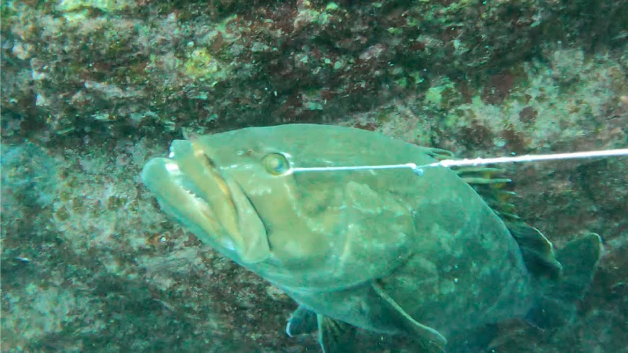 【魚突き】過去の漁獲3、クエ、スジアラなど【Spearfishing in JAPAN】
