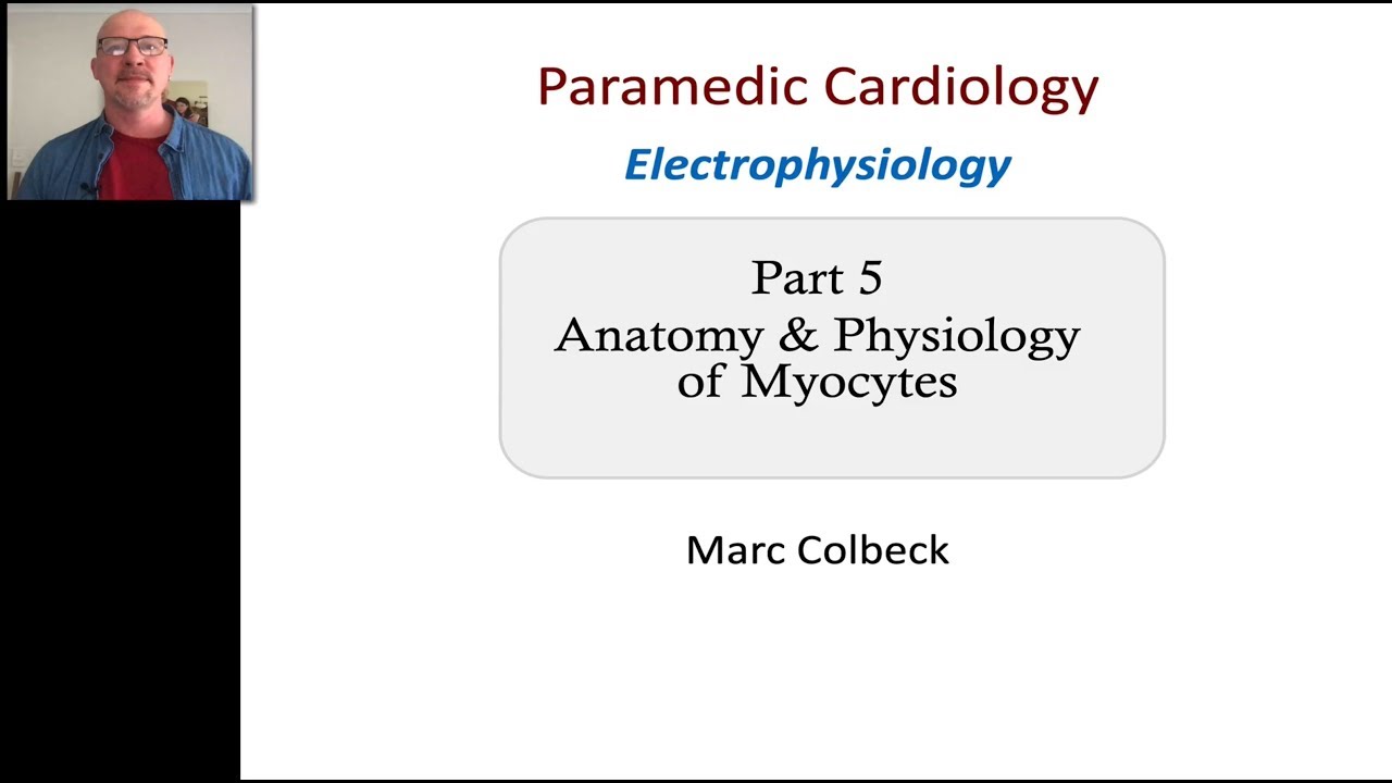 Cardiovascular Electrophysiology 5 - Anatomy and Physiology of Myocytes