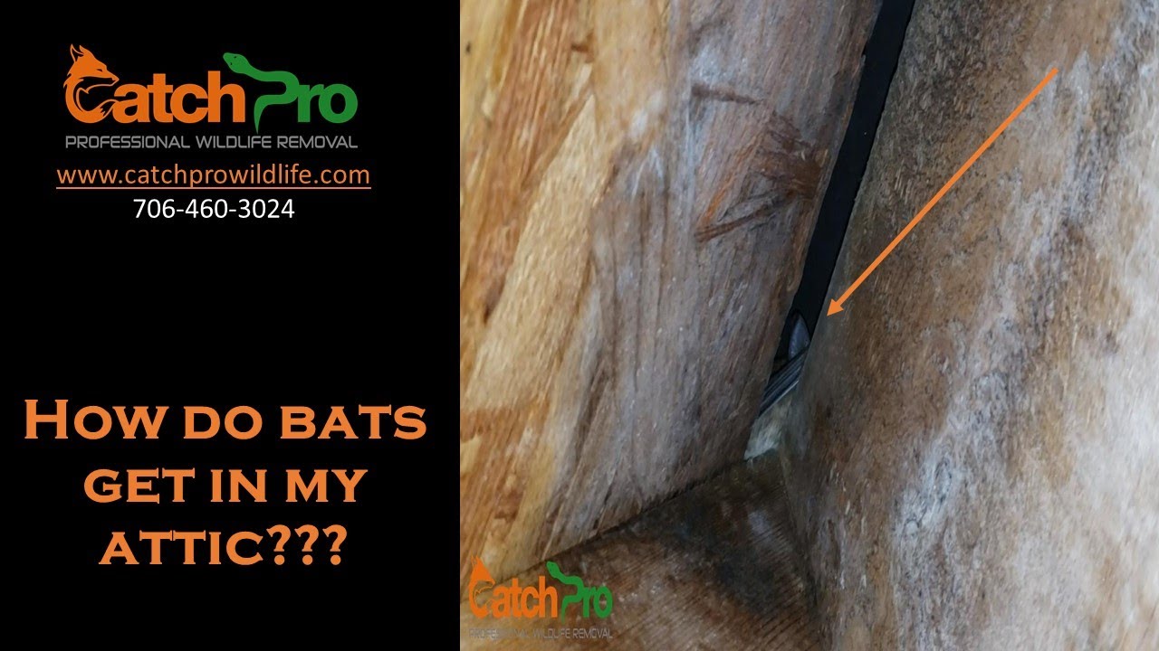 How Do Bats Get In My Attic - Lake Oconee - CatchPro Wildlife Removal