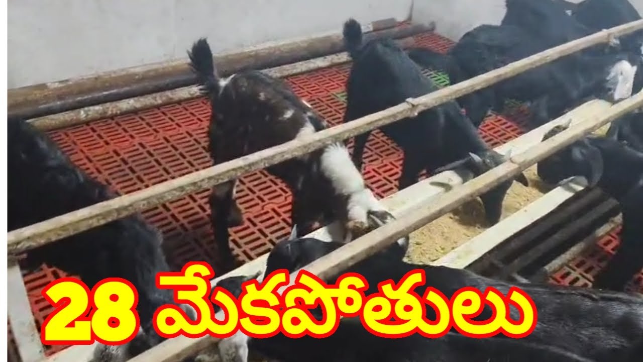 usmaniyabad male goat 9347681972 మేకపోతు పిల్లలు Alikhankrk  #goat
