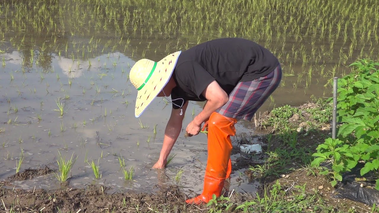 쌀농사를시작합니다 모내기를해봤습니다