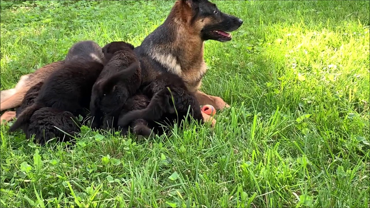German Shepherd Puppies Birth to 8 weeks