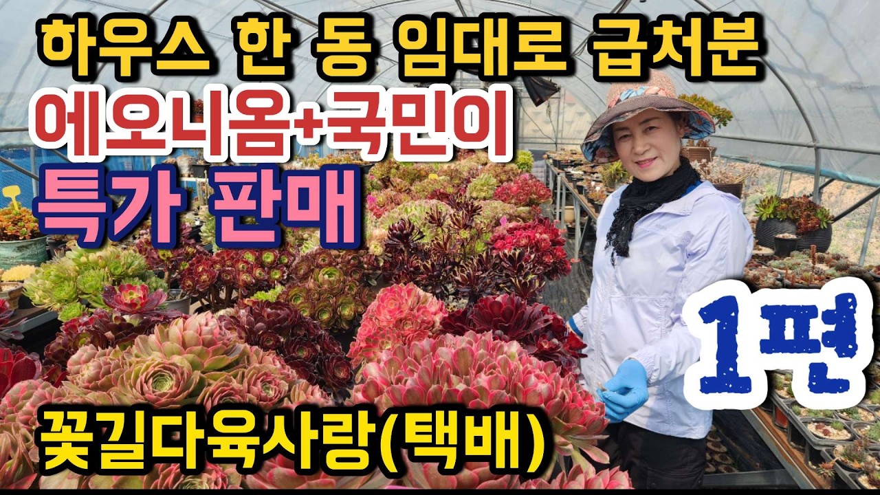 (택배)급합니다! 다육이 대량 처분합니다 (선착순) ㅣ#꽃길다육사랑 다육이판매 에오니옴 국민이 ㅣ#신쌤의다다육선