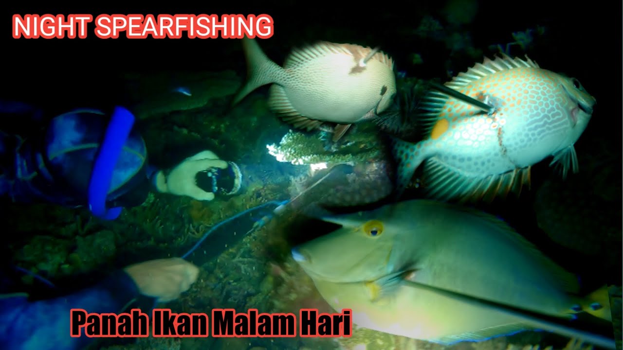 Ikan Kulit Pasir dan Baronang Night Spearfishing Jailolo