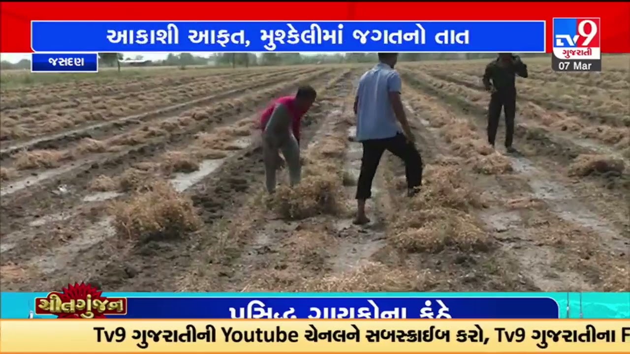Farmers left distressed as unseasonal rains damaged the crop on harvesting time, Jasdan |TV9News