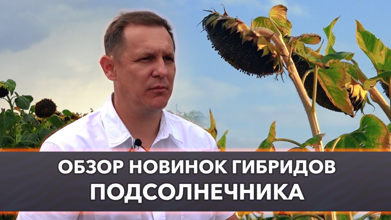 Lidea: обзор новинок гибридов подсолнечника