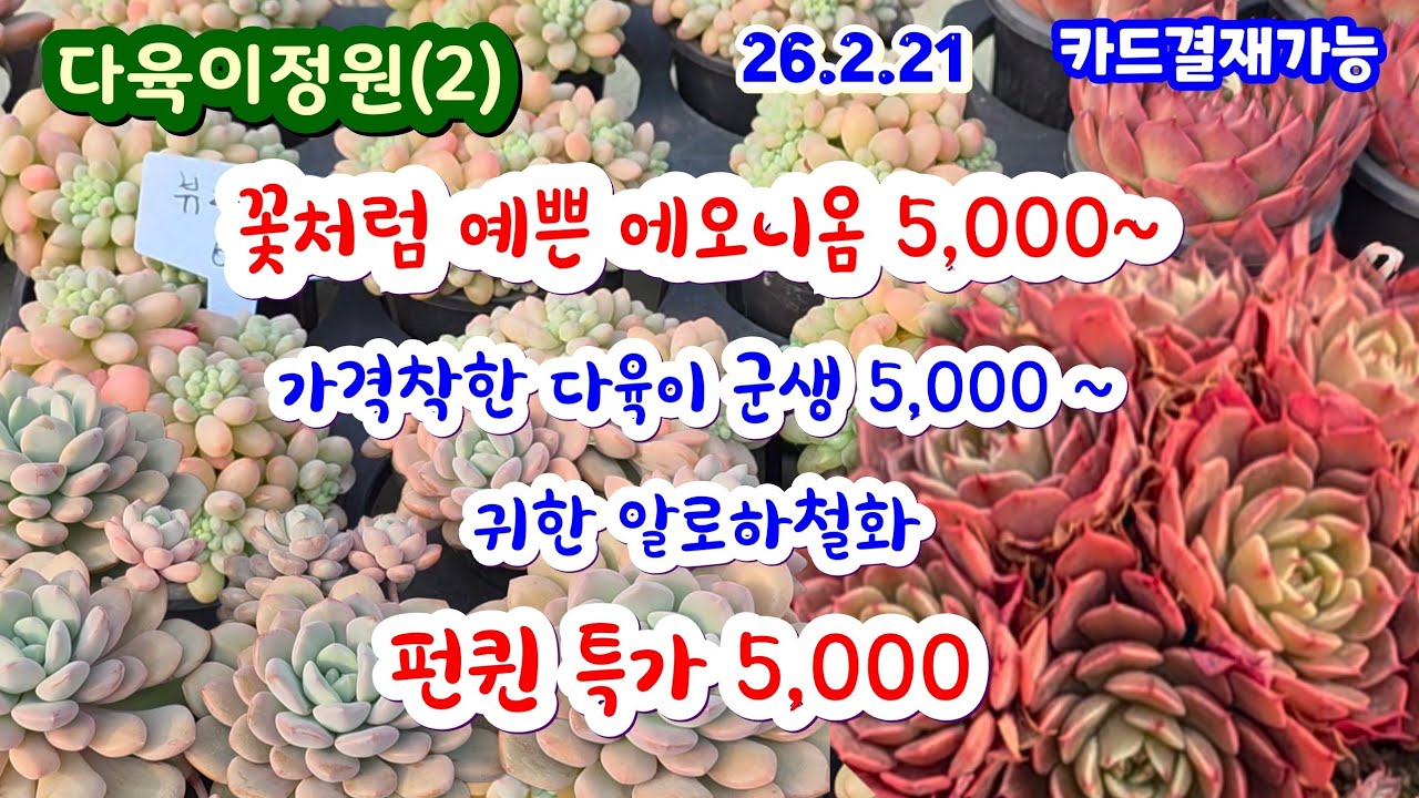 다육이정원(2) 5,000 가격 착한 다육이 군생 꽃처럼 예쁜 에오니움 5,000 