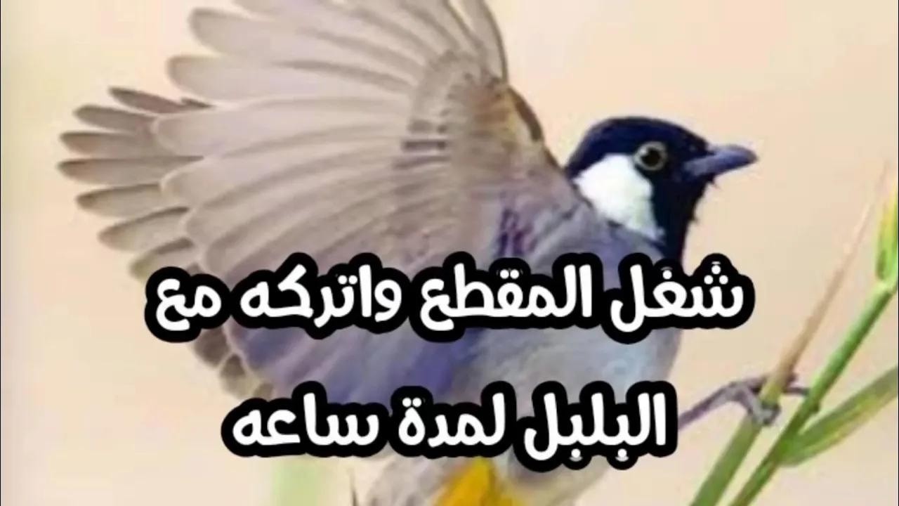 تحفيز البلابل على التغريد شغل المقطع عند البلبل وشاهد الفرق الذي سيحدث