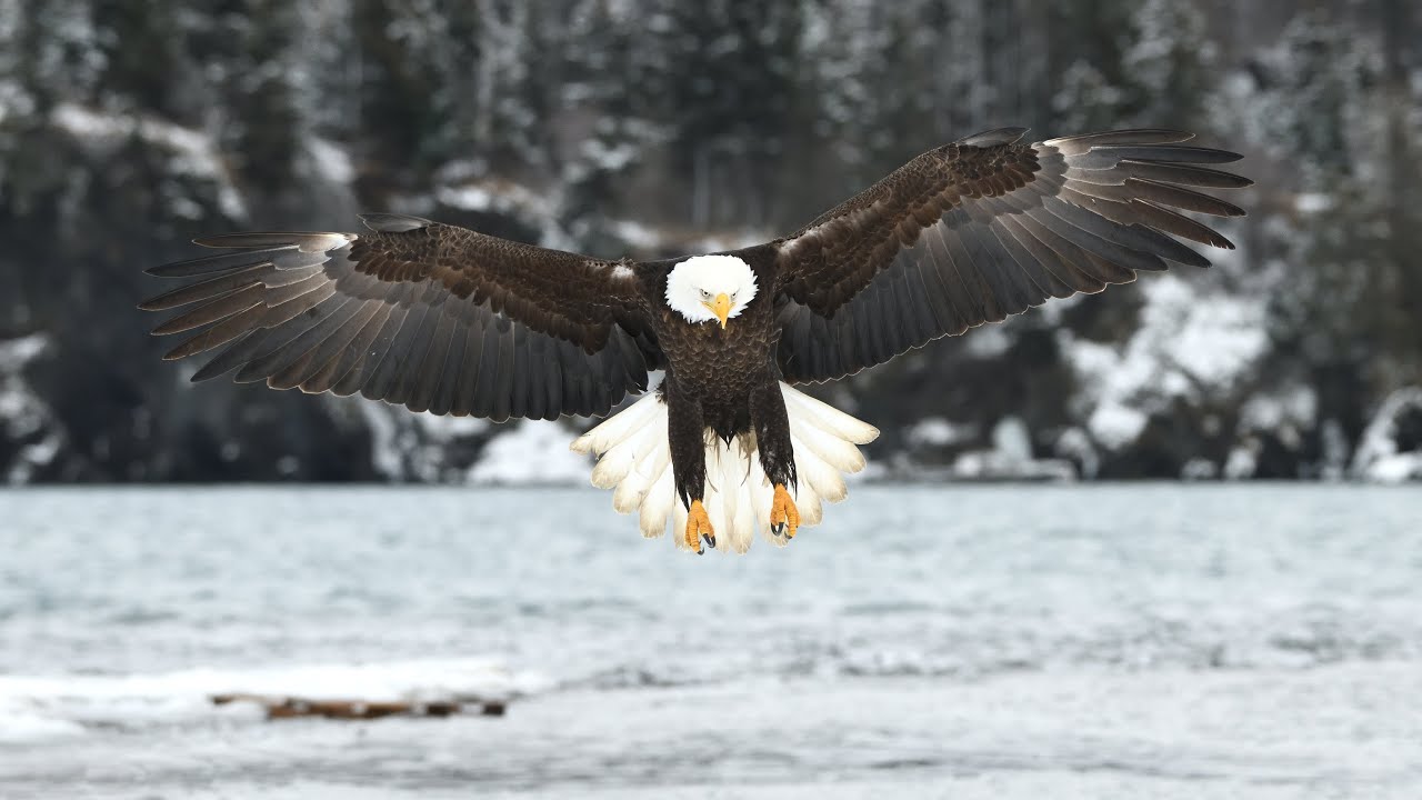 Homer Alaska Bald Eagle Photo Tour.  Shot with the Nikon D850.  Slow Motion.