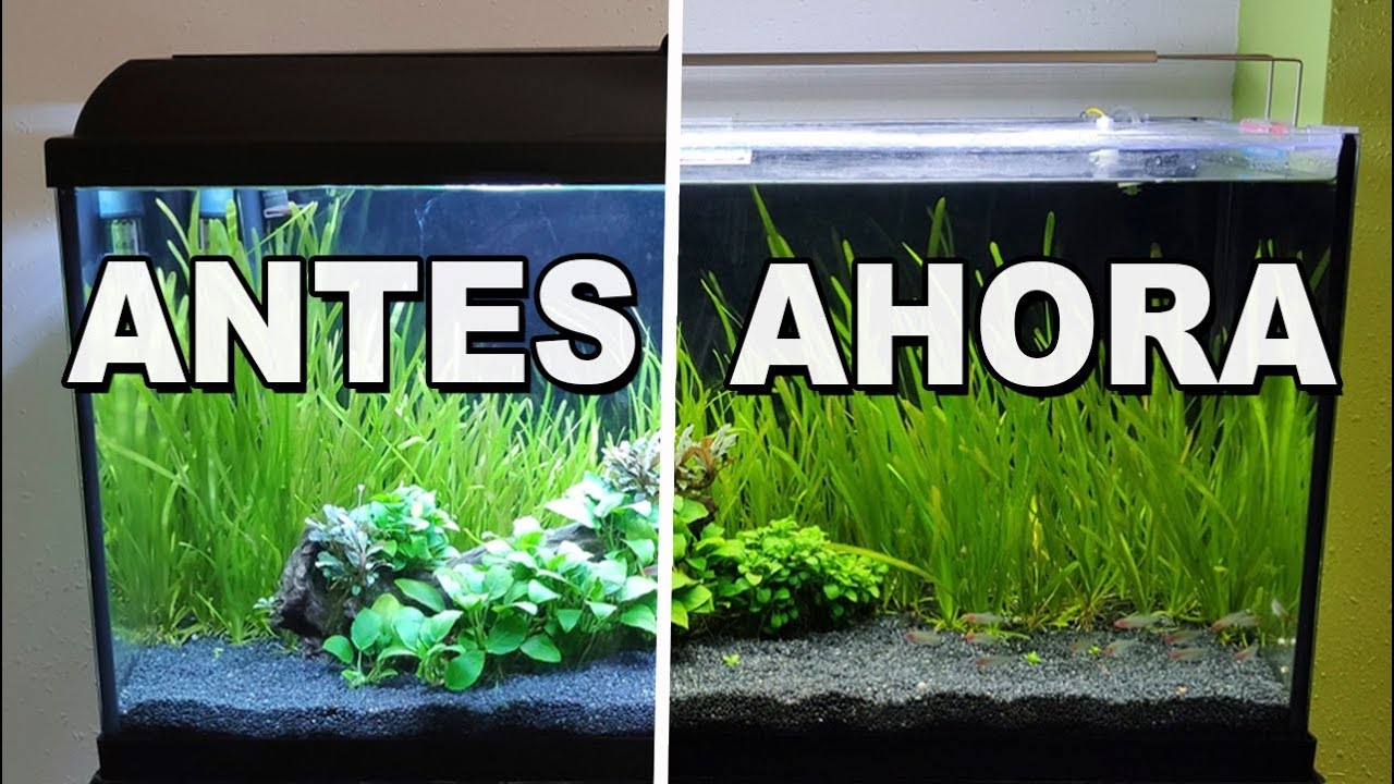 Cómo hacer una tapa casera para el acuario (ECONÓMICO) 🤑