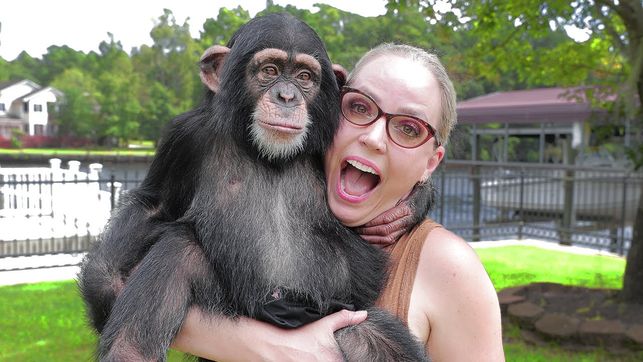 SURPRISING A BABY CHIMP!
