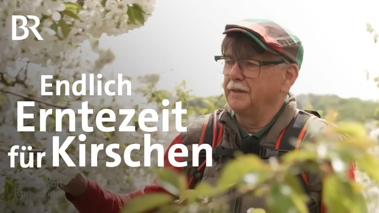 Kirschen ernten und verarbeiten: Vom Baum bis in die Flasche | Zwischen Spessart und Karwendel | BR