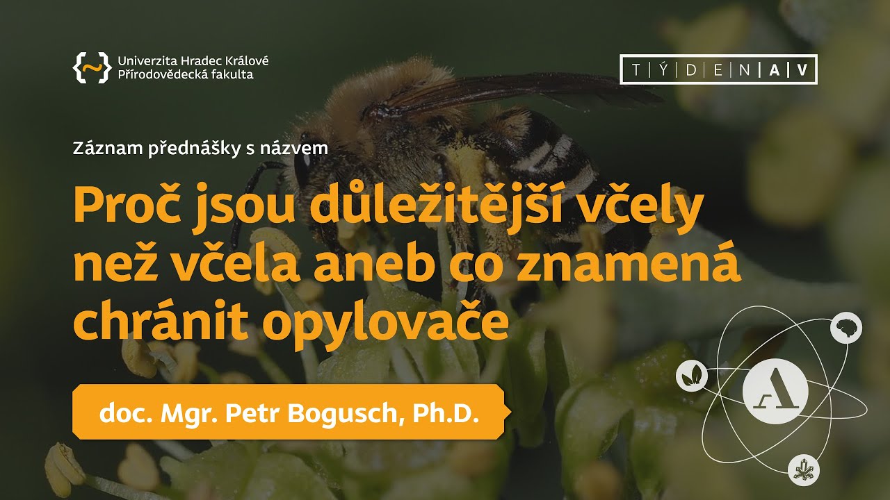 Proč jsou důležitěj&scaron;&iacute; včely než včela aneb co znamen&aacute; chr&aacute;nit opylovače | doc. Petr Bogusch