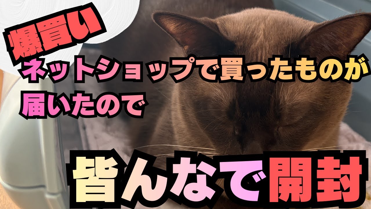ネットショップでいろいろ買ったので愛猫と一緒に開封