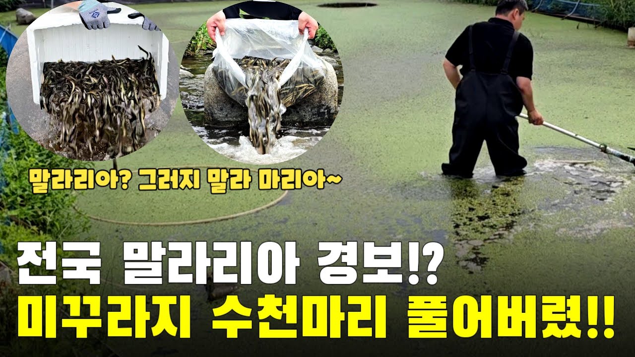 전국 말라리아 주의보?? 미꾸라지 4000마리 풀게요