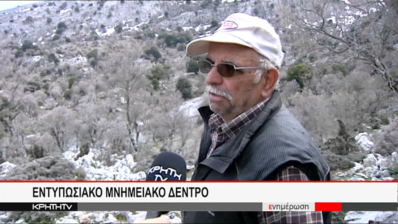 ΣΤΟ ΟΡΟΠΕΔΙΟ ΚΑΘΑΡΟΥ ΤΟ ΜΕΓΑΛΥΤΕΡΟ ΠΟΥΝΑΡΙ ΤΗΣ ΕΛΛΑΔΑΣ