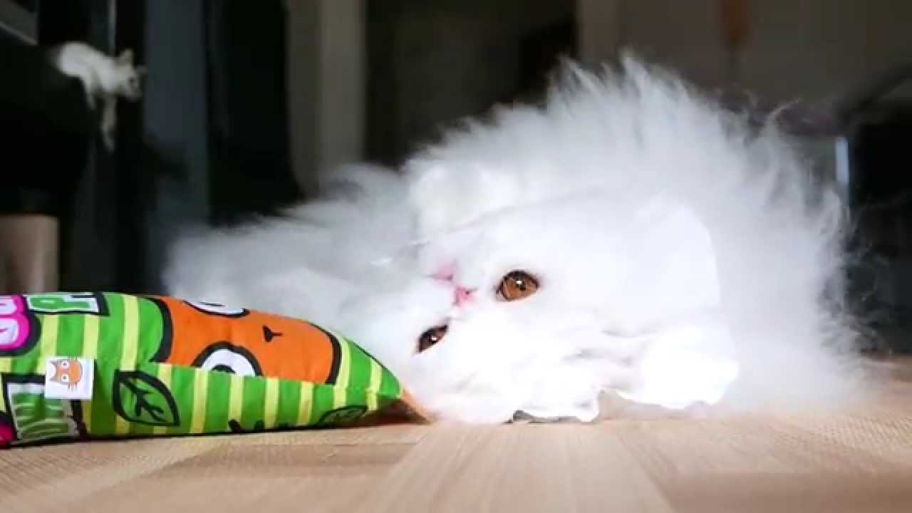 Catnip Pillow