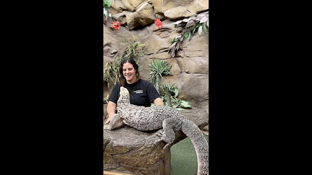Fabio! Our GIANT Asian Water Monitor!😱🦎