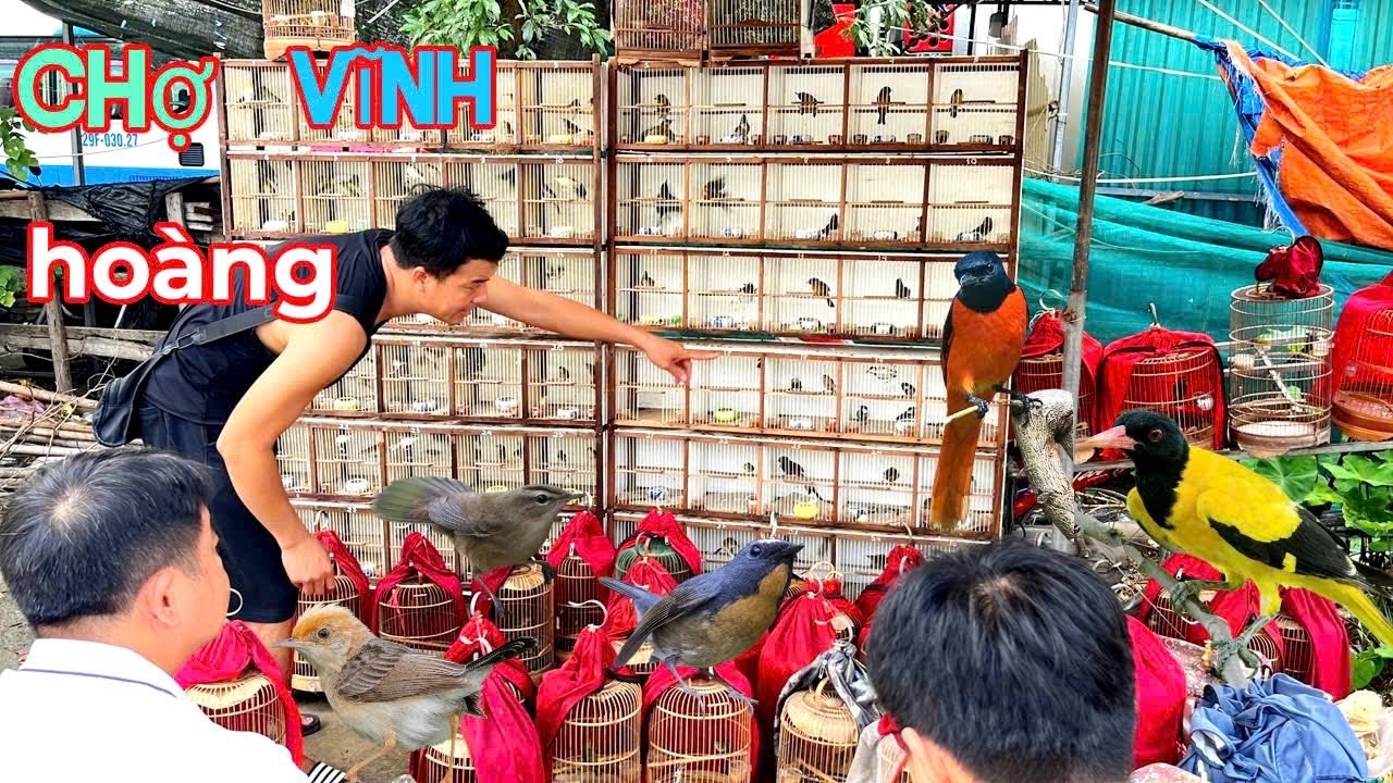 Khám phá chợ chim Vĩnh Hoàng Lớn giữa lòng Hà Nội với rất nhiều chim Lạ 
