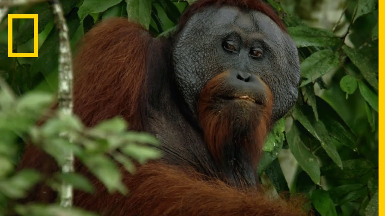 L'alimentation des orangs-outans