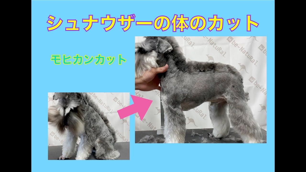 シュナの体のカット