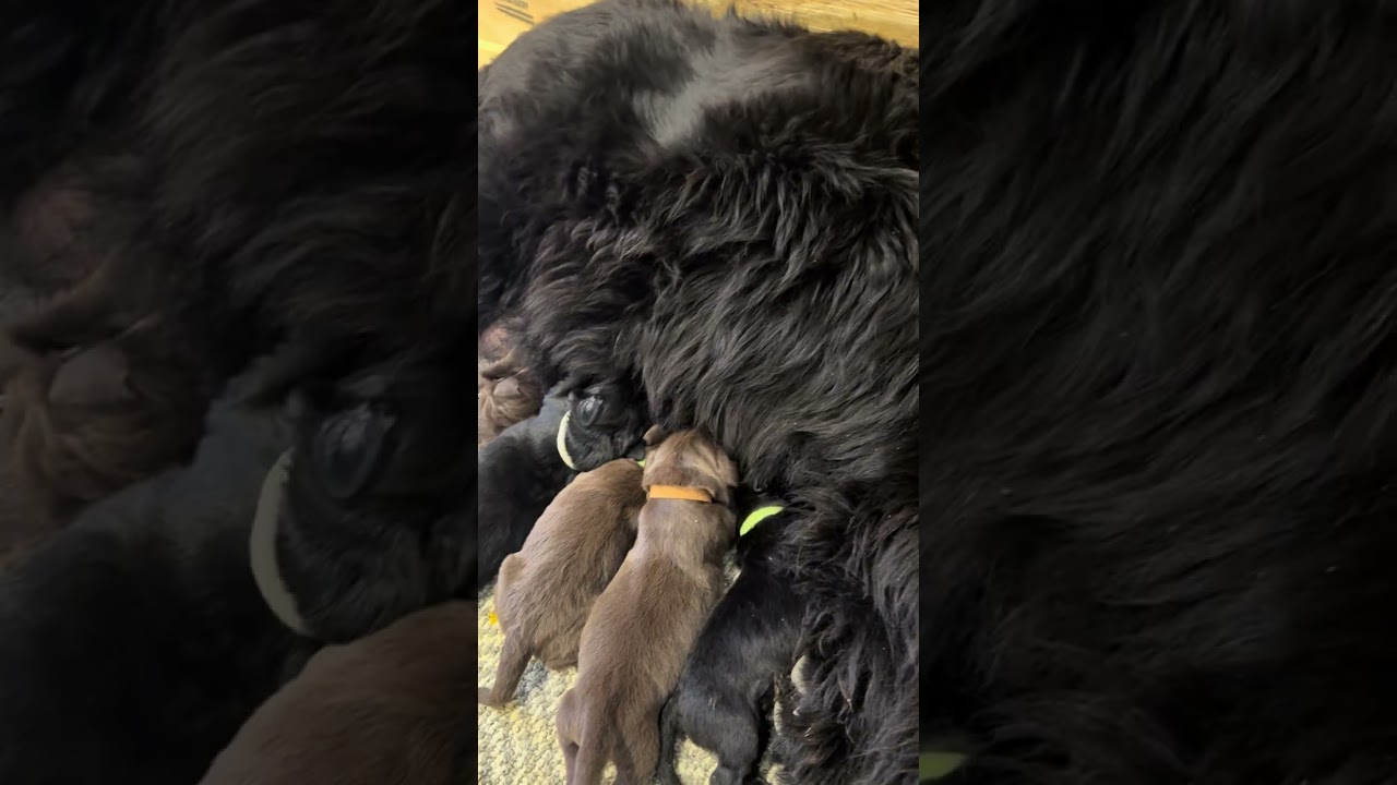 Bluegrass River Newfoundlands- Ruth 