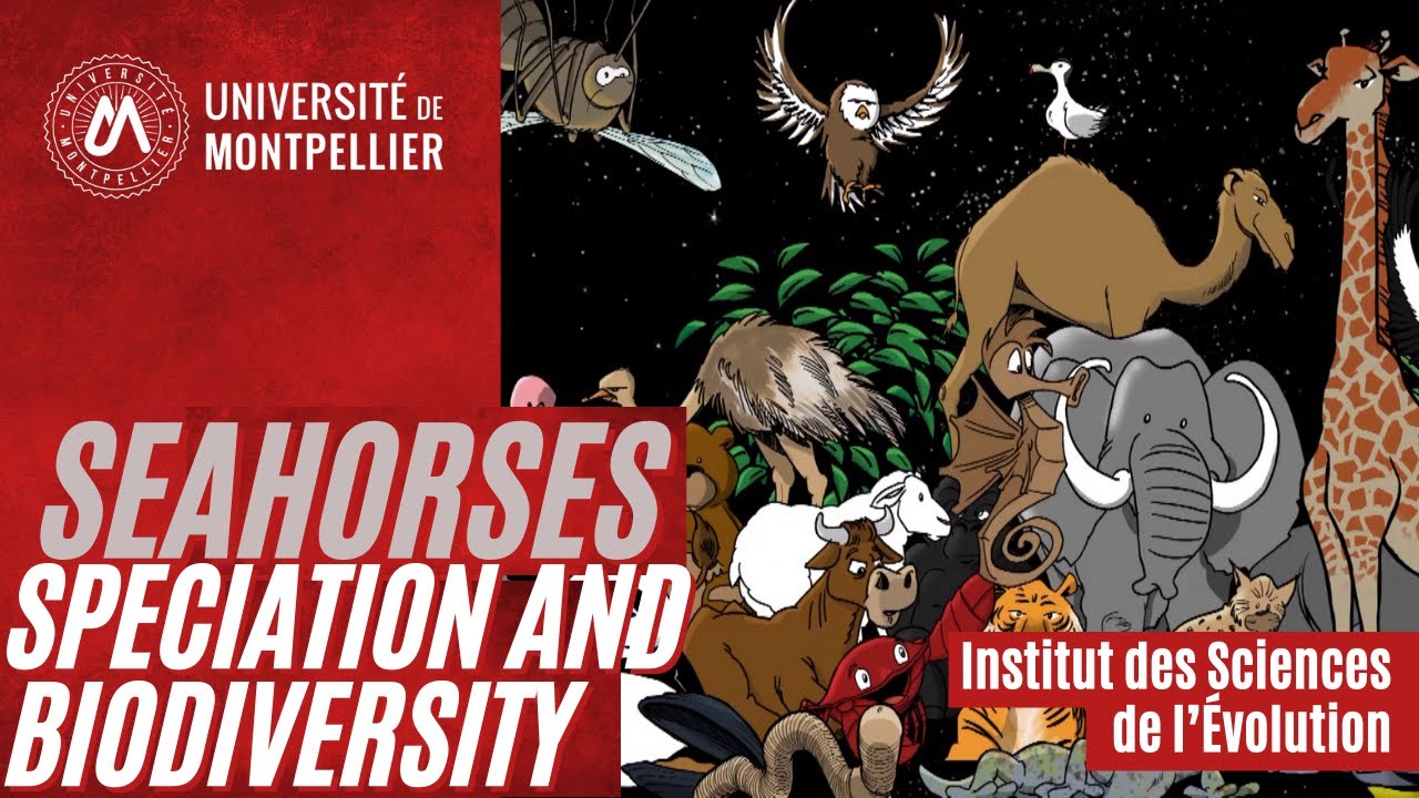 Seahorses, Speciation and Biodiversity