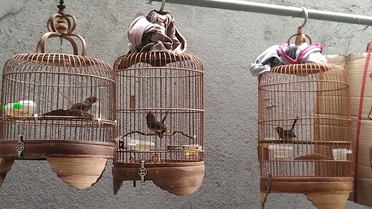 chim sâu đầu đỏ 2 ngày lồng @