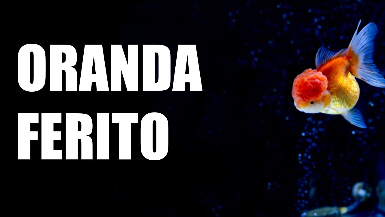 Come sto CURANDO il mio ORANDA