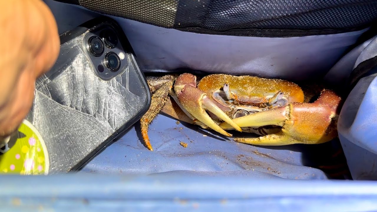 蟹にスマホをバキバキにされたww
