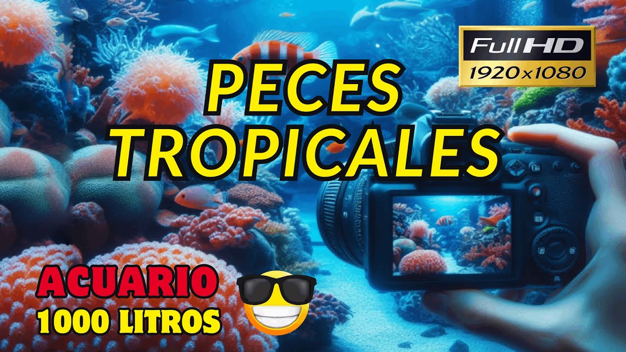 Peces Tropicales de Royal Reefs, acuario profesional de 1000Litros. Full HD😱🎥🎬