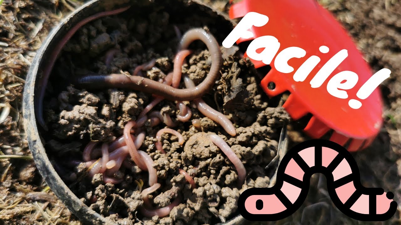 Ramasser des vers de terre FACILEMENT!