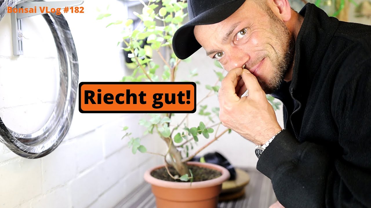 Mal was ganz spezielles - Eukalyptus 