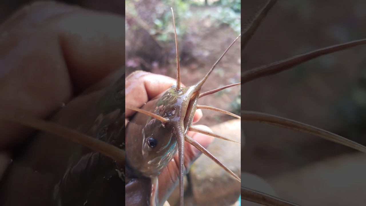 kerala river catfish #shorts #youtubeshorts #shortsvideo #trending #fishing