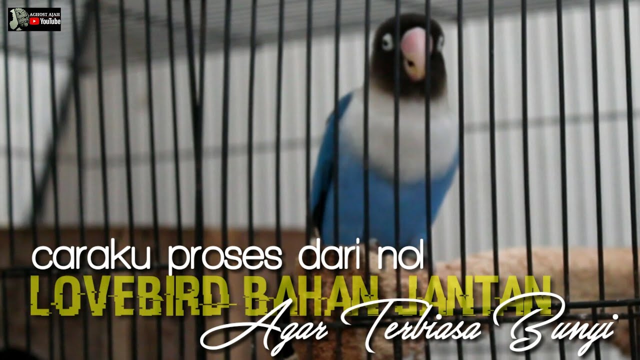 proses lovebird bahan jantan agar terbiasa bunyi