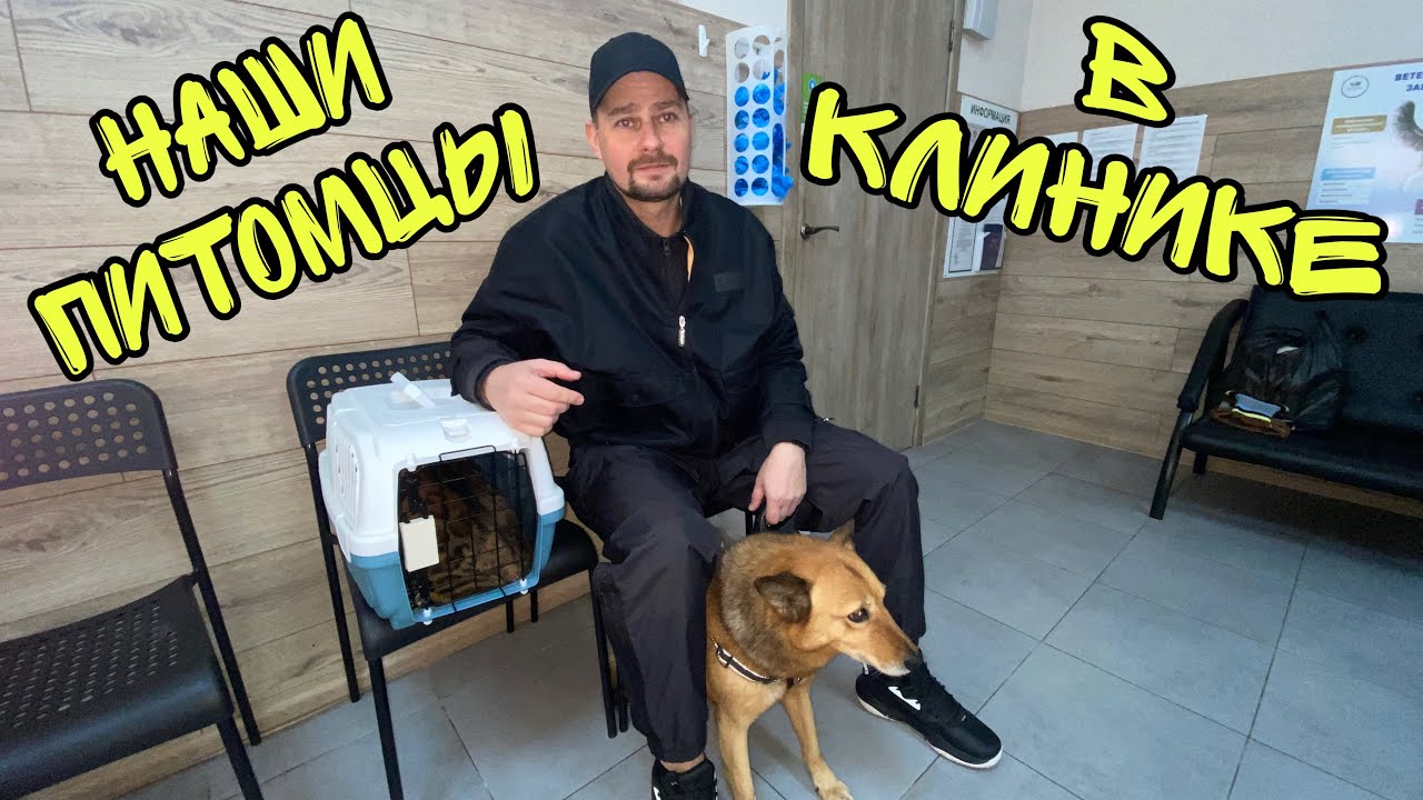 ВЛОГ! Везем кошку и собаку в ветеринарную клинику! 