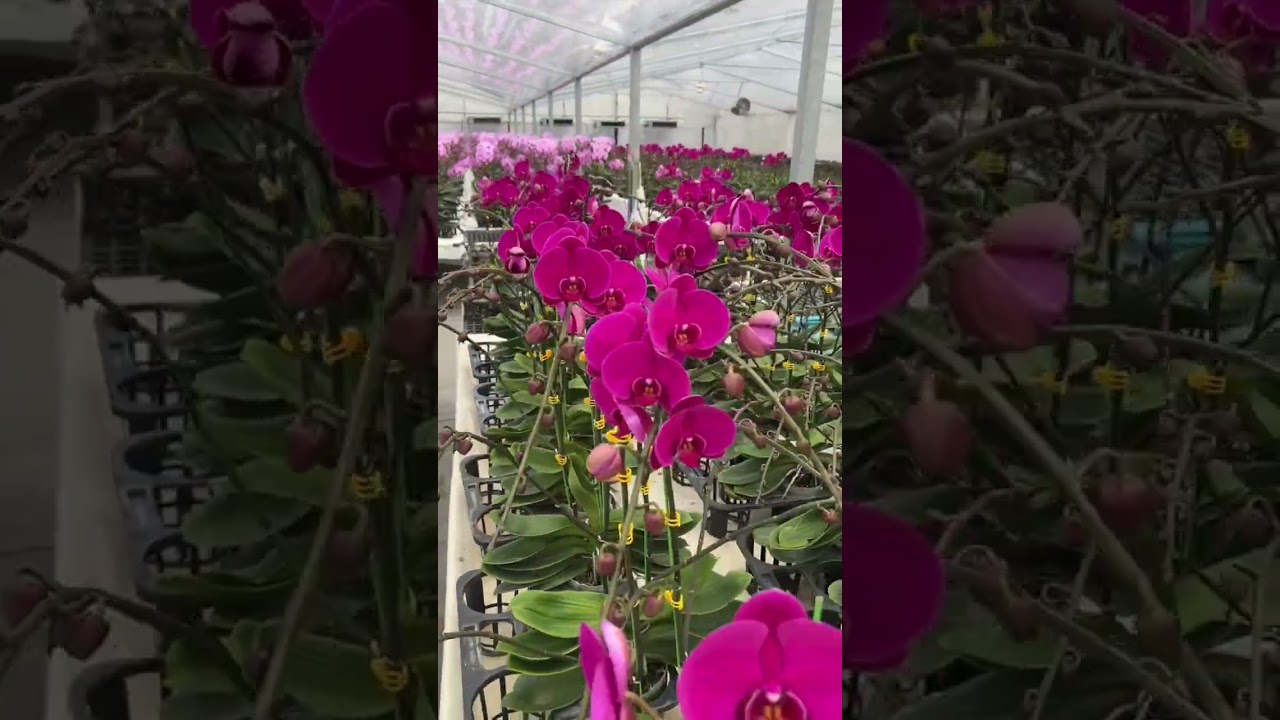 新年蘭花推介｜4.5吋特大花瓣「粉冠軍」&「大辣椒」｜花場直擊