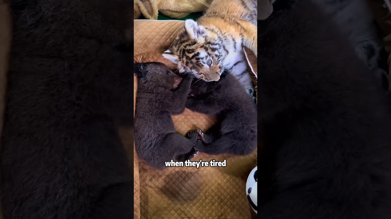 Tiger Cub and Bear Cub Growing Up Together #youtube #love #tiger #bear #foryou