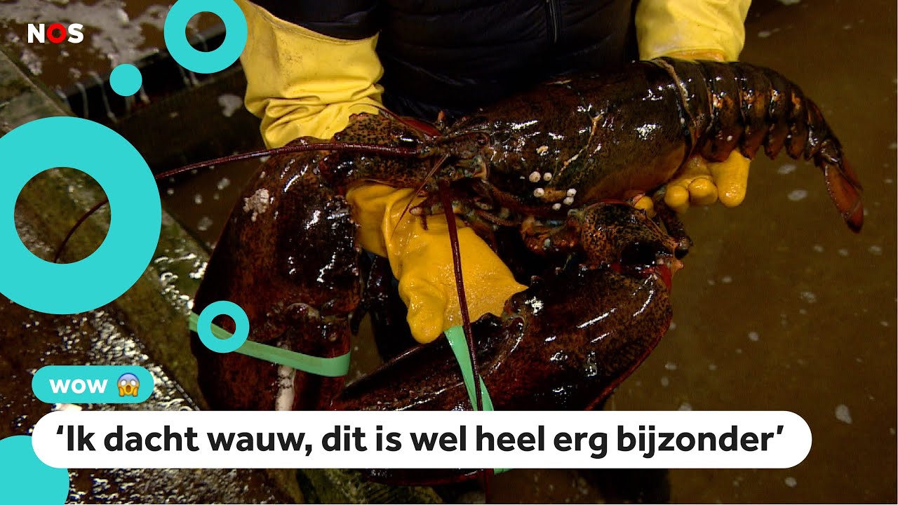 Kreeft Stoempertje is 100 en wordt niet meer opgegeten