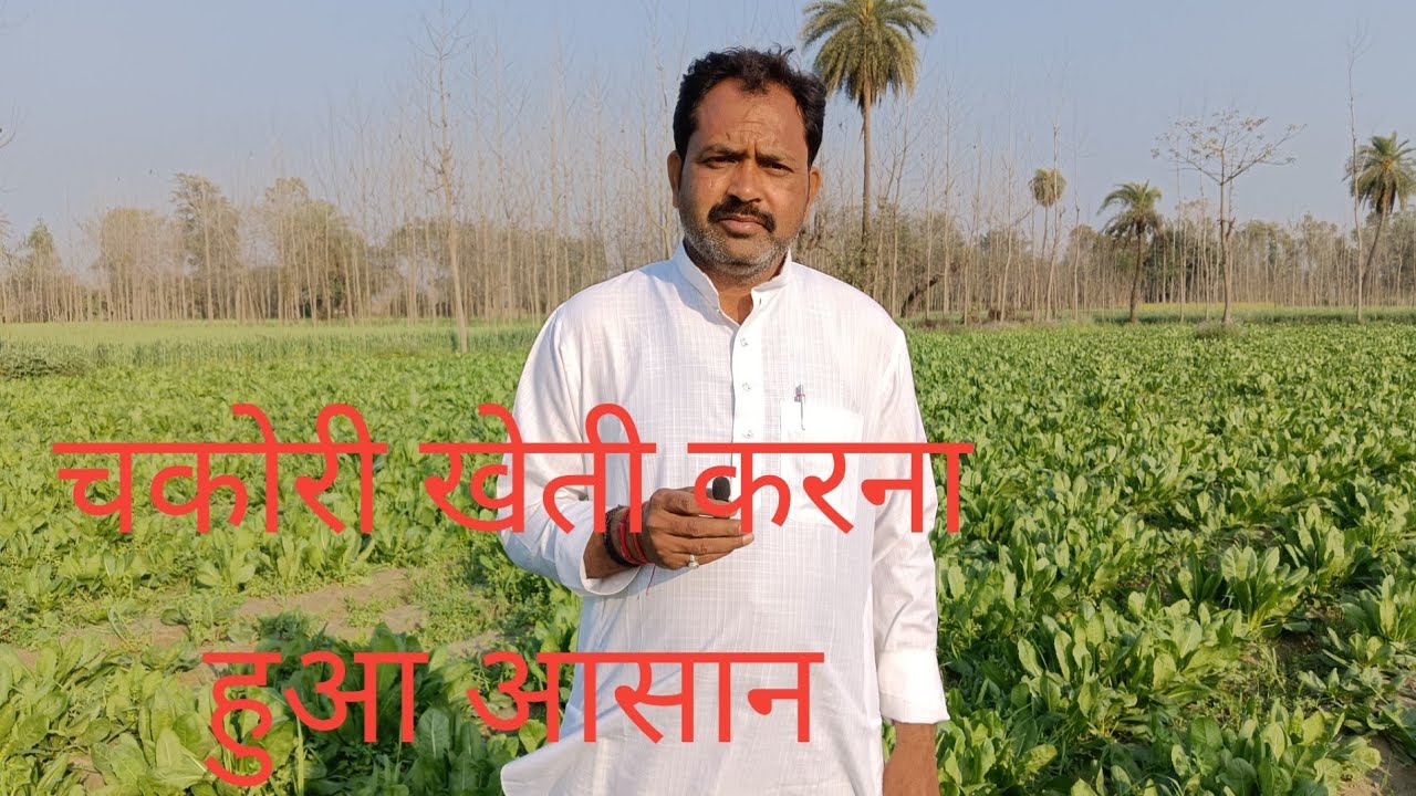 चकोरी खेती करना हुआआसन