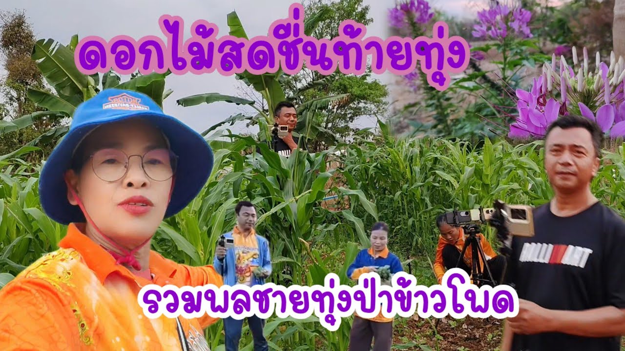 รวมสหายทุ่งข้าวโพดท้ายทุ่ง