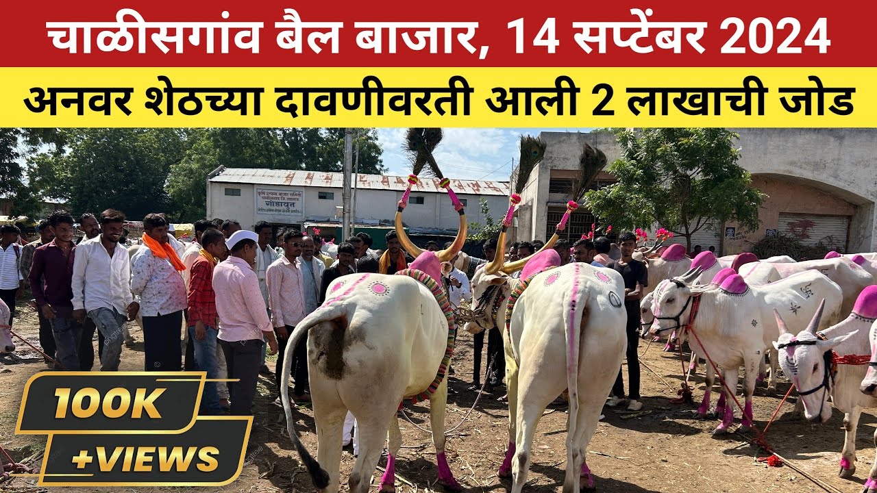 🛑Live चाळीसगांव बैल बाजार 😍 14 सप्टेंबर 2024 | अनवर शेठच्या दावणीवरती आली 2 लाखाची जोड 😱 #बैलखरेदी 🥰