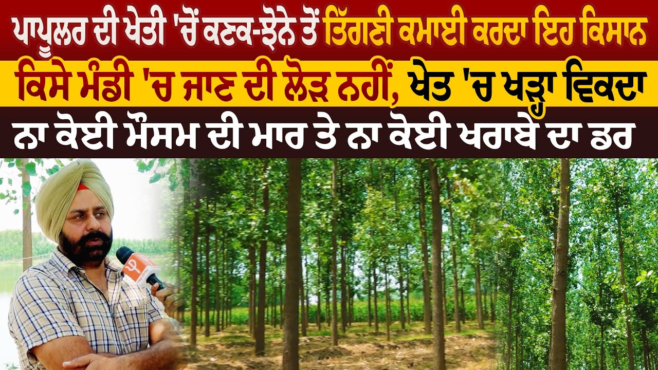 ਪਾਪੂਲਰ ਦੀ ਖੇਤੀ 'ਚੋਂ ਕਣਕ-ਝੋਨੇ ਤੋਂ ਤਿੱਗਣੀ ਕਮਾਈ ਕਰਦਾ ਇਹ ਕਿਸਾਨ | Pro Punjab Tv