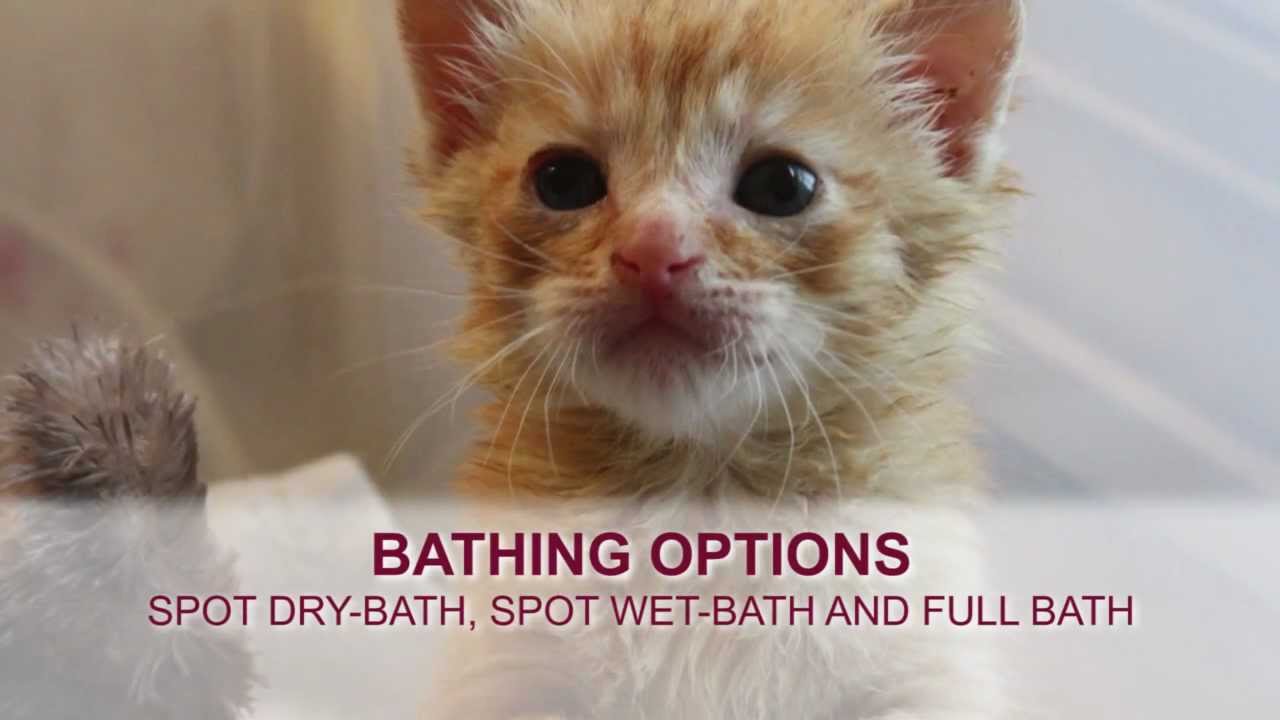 Orphaned Kitten Care: How to Videos - How to Bathe an Orphaned Kitten