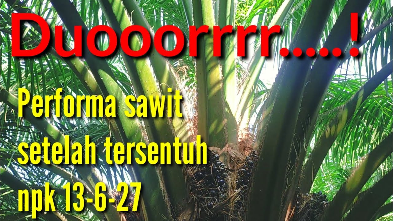 NPK 13-6-27 di hati para petani sawit @kopiinspirasi8193