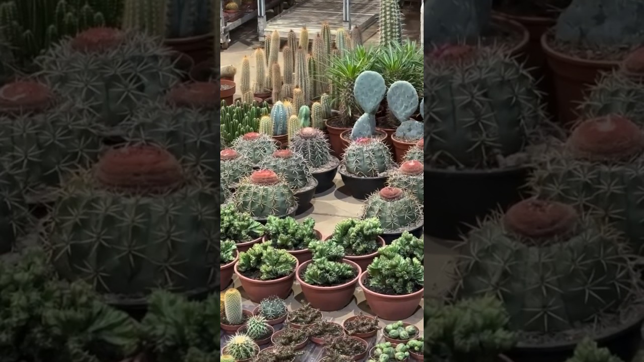 Cactos raros na feira!