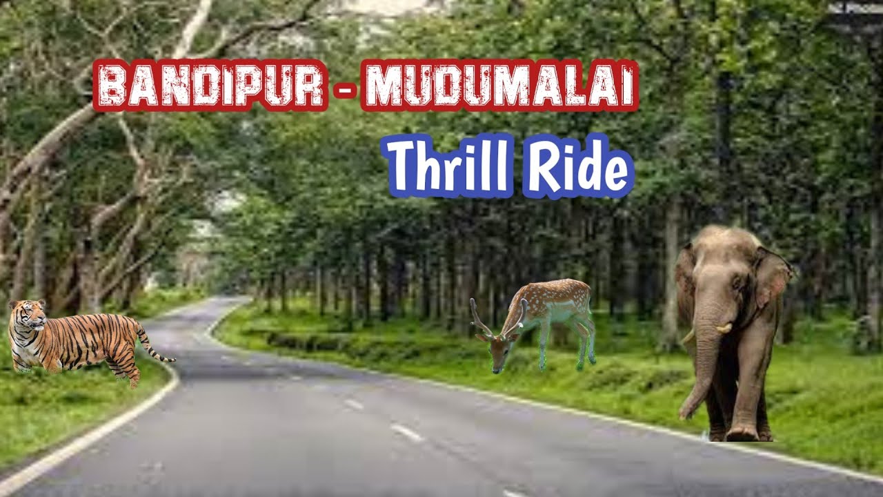 Thrill Ride Bandipur to Mudumalai Forest  | Theppakadu Elephant Camp | Jolly Trip