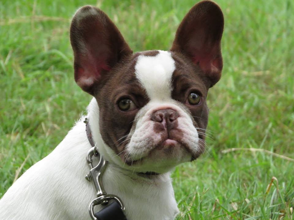 Harvey - French Bulldog Puppy - 12 Day Residential Dog Training