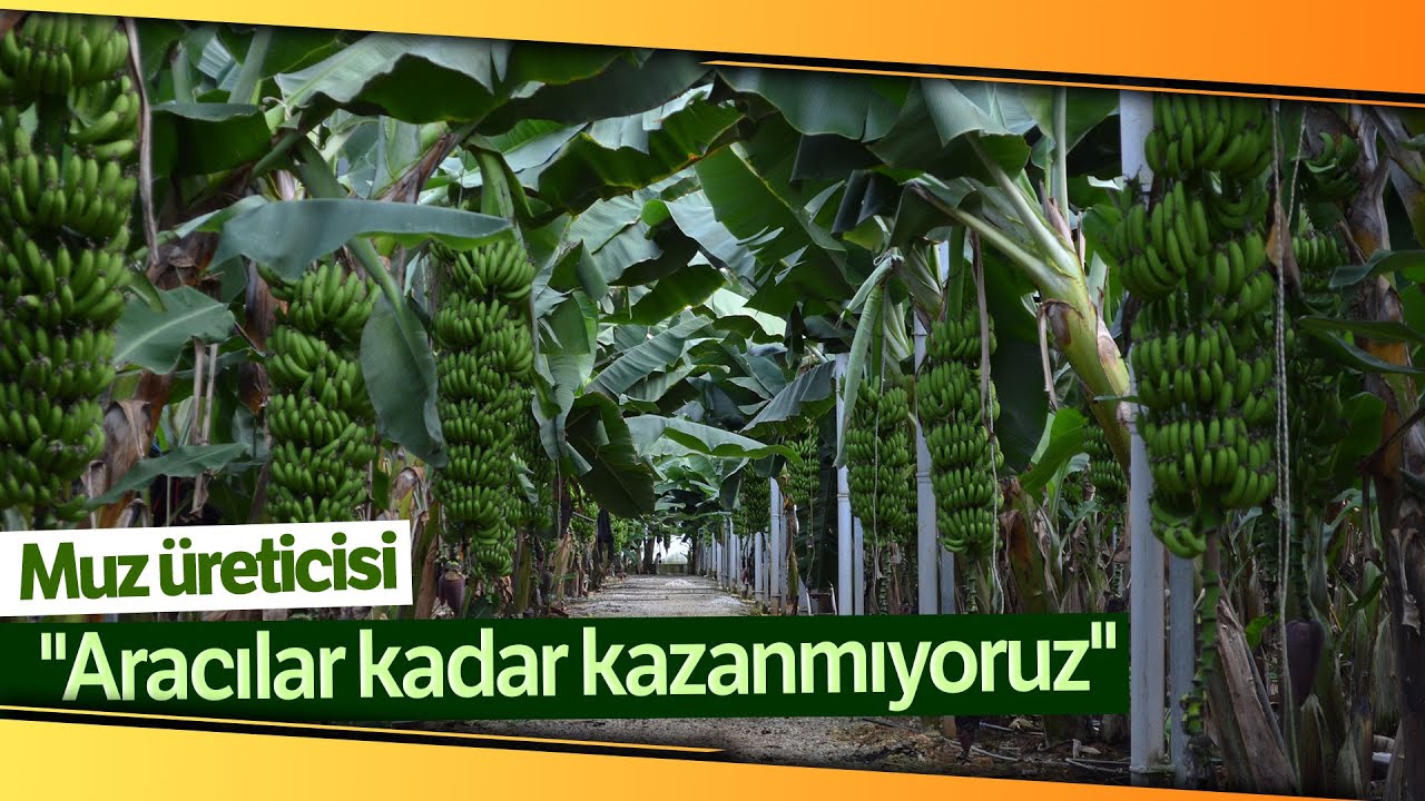 Kuaförlük kazancıyla yaptırdığı muz serasından yıllık 250 ton ürün bekliyor